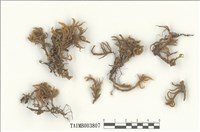 藏品(斜枝綠鋸苔)的圖片